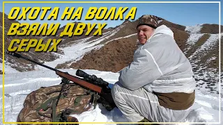 Загонная охота на волка. Мини репорт. 23 февраля 2019.