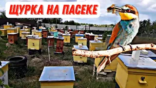 Щурка золотистая, пчелоедка на пасеке. Ищем методы борьбы, как бороться