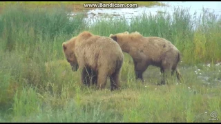 Bear 402 new emancipated cubs Brooks falls cam 2017 07 12 01 14 15 083