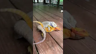 Bearded dragons mating