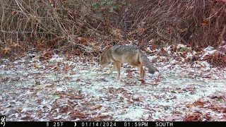 January 2024 South Trailcam Highlights