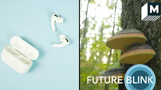 What if We Could Make Electronics From Mushrooms? | Mashable