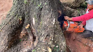 The wind broke some of these trees!! Cut down a super old trembesi tree.