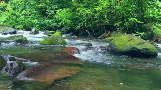 Beautiful Natural Sounds, The Sound of river water in the forest, Very good for relaxation, ASMR