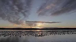 Bosque del Apache HD