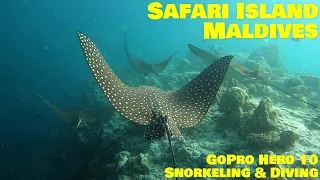 Safari Island, Maldives, Snorkeling & Diving