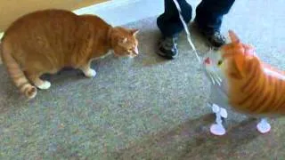 Bert The Cat vs. Cat Balloon (Viral Videos Remix)