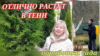 Зеленый уголок в тени. Что выживает без солнца? Где искать туи со скидкой? Обработка сада