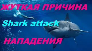 Жуткая и необычная причина в Египте объяснили Нападение Акулы*Shark attack