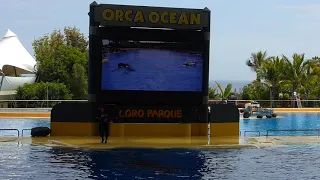 Loro Parque Whale Show 2019 (1080p HD)