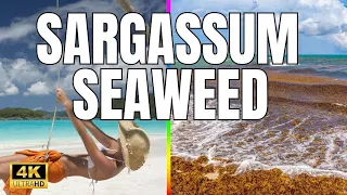 The Ugly Truth about SARGASSUM: Will it RUIN your VACATION?