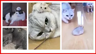 Hamster Lucu & Funny Hamsters Videos Complication #1