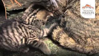 The Scottish Wildcat - RZSS Conservation Projects - Great days out for a good cause