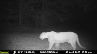 DNR confirms sightings of cougars in the U.P.