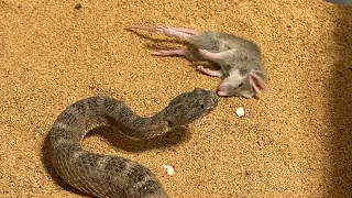 Venomous Snake Strike Compilation!!!!! leaves rats stretched out!!!!