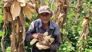 Tião 94 Anos Trabalha Dia Inteiro Na Roça