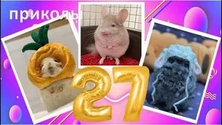 Лучшие приколы про ШИНШИЛЛ! Смешные ШИНШИЛЛЫ! Funny chinchillas❤#27