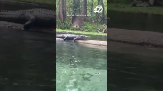 Group has close encounter with gator in Florida river