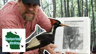 Does This Man Have Proof the Ivory-billed Woodpecker is NOT Extinct? (With Matt Courtman)