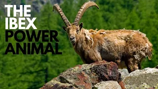 The Ibex Power Animal