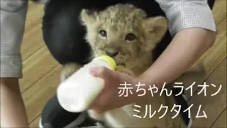 ライオンの赤ちゃん　ミルクタイム　Baby Lions drink milk　2018年6月17日　九州自然動物公園アフリカンサファリ