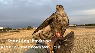 【STOOPER】Starling hawking with a sparrowhawk Rin  ハイタカの凛によるムクドリ狩り【Falconry】