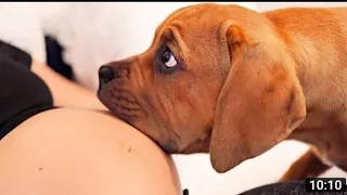 Girl and Dog first time meeting#dogmeeting