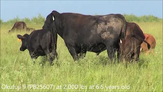 Polled Wagyu Bull Okufuji 9 (PB25607)