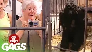 Gorilla Attack Prank