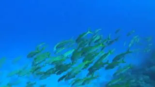 Unterwasser Impressionen vom Roten Meer