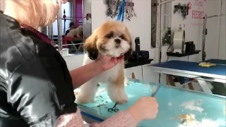 HOW TO DO A SHIH-TZU IN PUPPY CUT