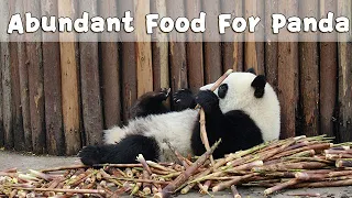 What A Luxurious Panda Life! | iPanda