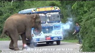 The fearless man who shot and chased away the only elephant that attacked twenty buses.