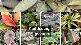 Plant shopping @ Heeman’s (Hoya, ￼uncommon plants, Philodendron￼￼, cactus & more)