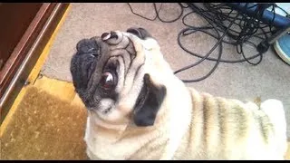 Angry Pug