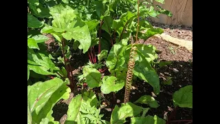 Electroculture Gardening Results