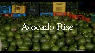 Avocado Rise: The Documentary