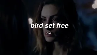bird set free - sia (slowed + reverb)