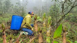 fertilize cinnamon trees, harvest bitter bamboo shoots | Đặng kiều Minh