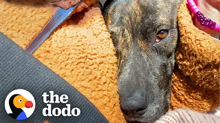 Senior Dog Tells His Mom To Rescue A Stray Pup | The Dodo Foster Diaries