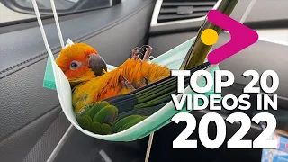 Top 20 Viral Clips From 2022