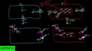 [SPEED] Reseting Cardiac Concentration Gradients