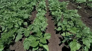 окучием подсолнечник, підгортаем соняшник🌻 печаль з двома у частками