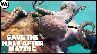 What Happens If You Save an Octopus After Mating?