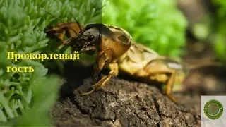 Горохом по медведке..|Как бороться с медведкой???