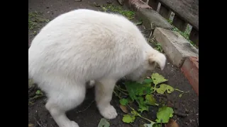 Славянск / ОТРАВИТЕЛИ ... !!! / Славянск сейчас