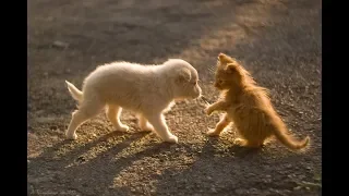 Котята и щенята. Забавные моменты.Kittens and puppies. Funny moments