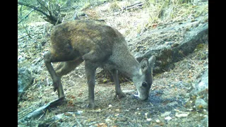 Musk Deer Conservation, Breeding and Farming; key strategies to save this rare and unique deer