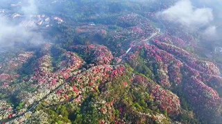Explore the 'flower-viewing economy' of Guizhou's One Hundred Mile Azalea Forest