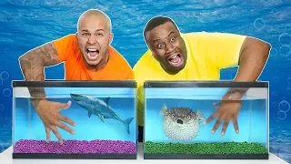 WHAT'S IN THE BOX CHALLENGE - UNDERWATER OCEAN ANIMALS!